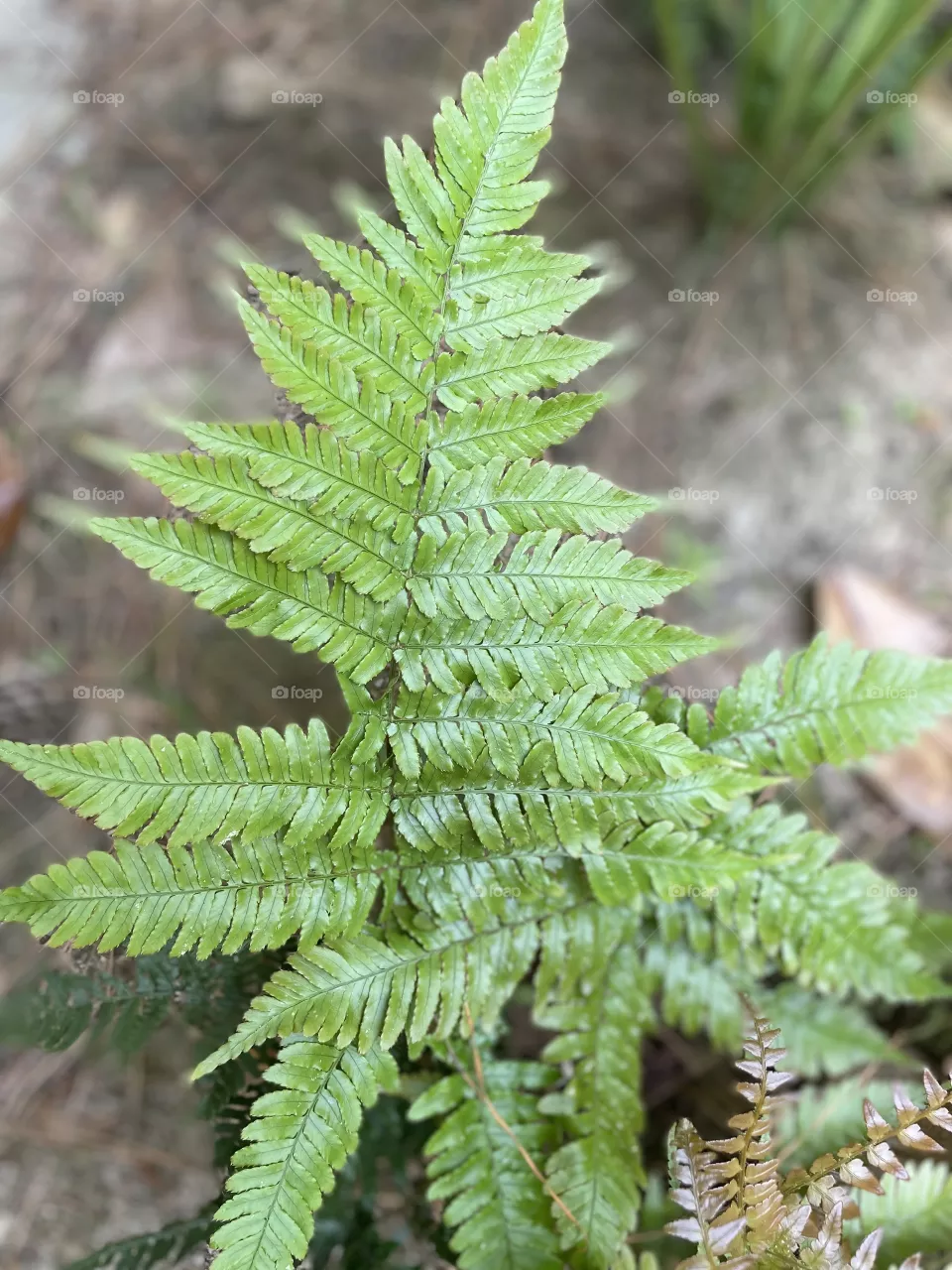 Fern life