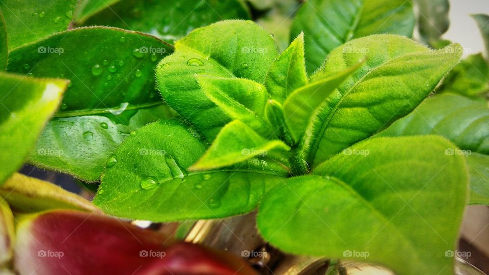 Green leaves greenery