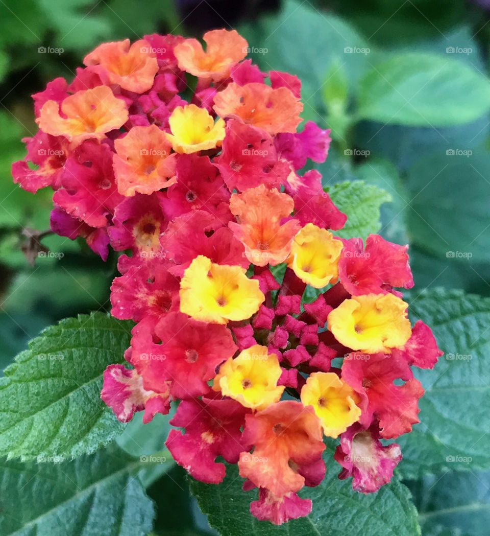 Last blooms of summer