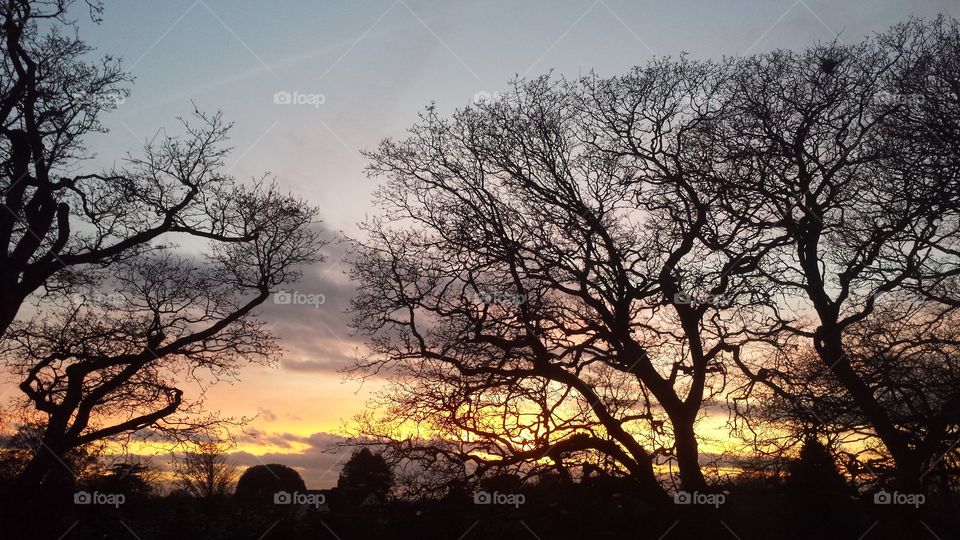 sunset trees