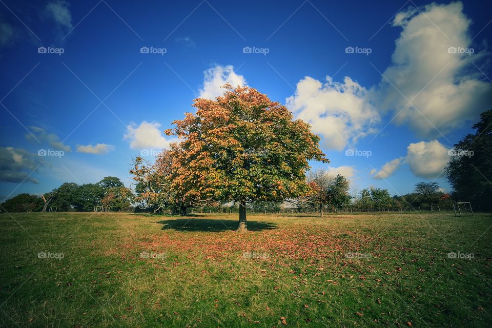 Autumn. Field