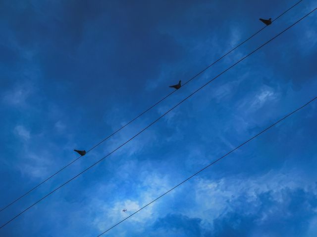 pigeons on a rope