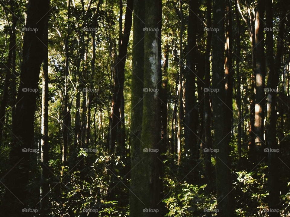 Shot of Various trees on the Atlantic Forest, in Brazil. Beautiful Green Trees, leaves and barks.