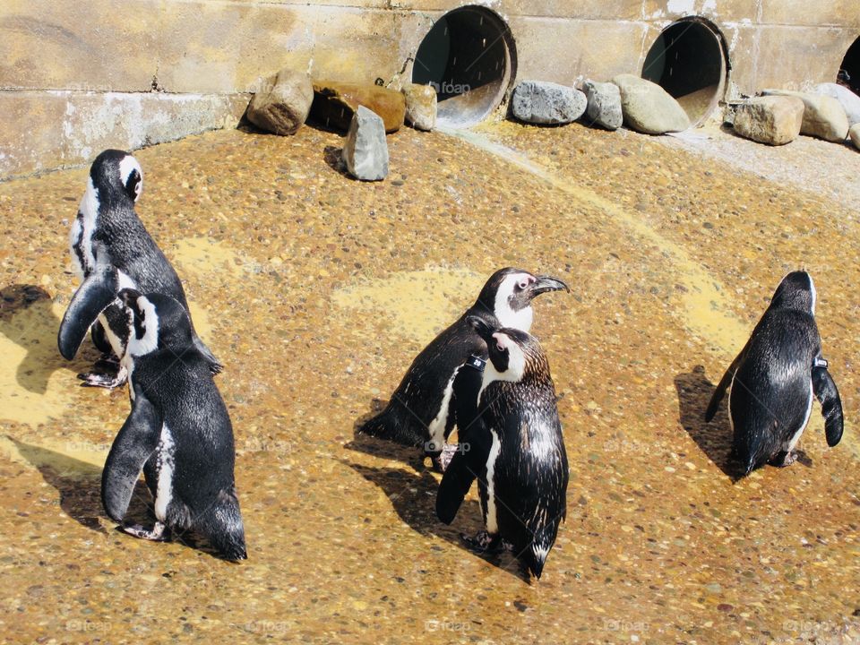 Penguins