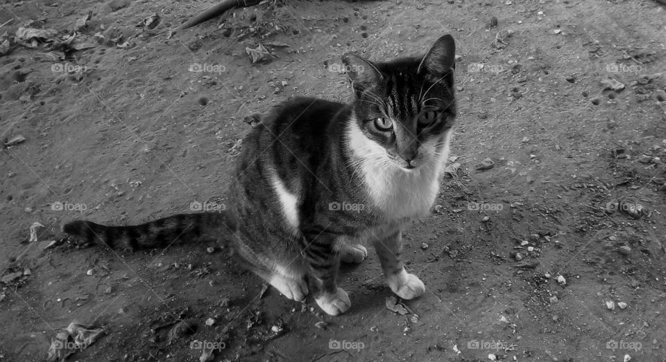 Serious cute grey cat sit outdoors on sand ground in looking with curious eyes
to me#
The image is in monochrome