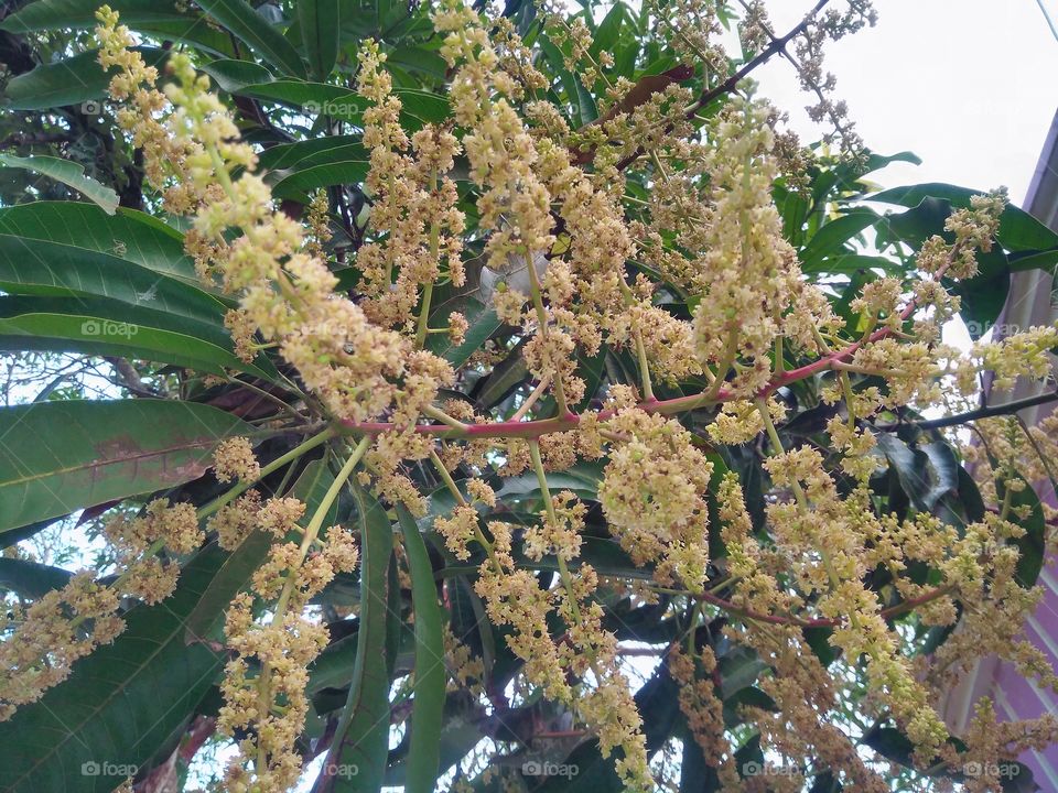 mango flower.....