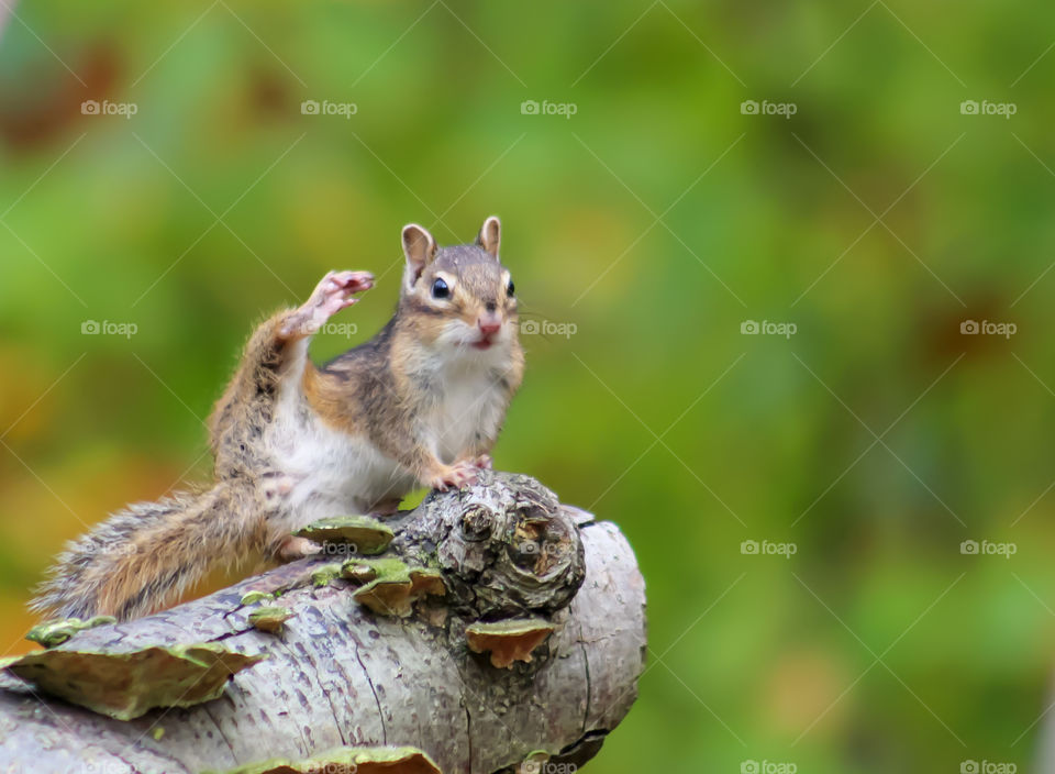 Funny chipmunk