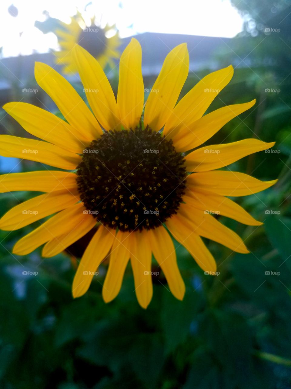sunflower