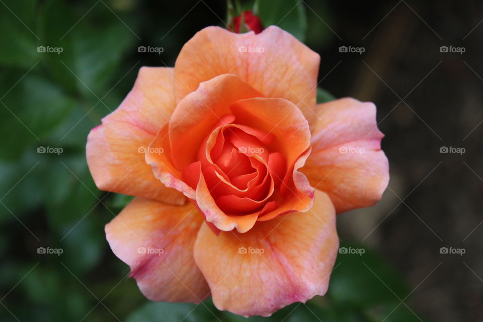 Rose. Rose in the International Rose Test Garden. 