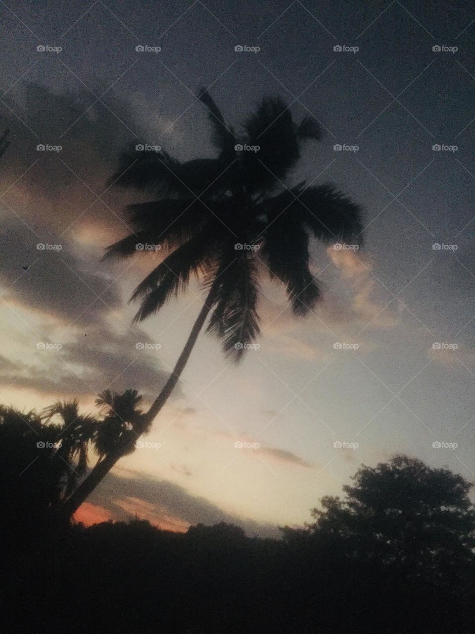 Coconut tree with beautiful sky