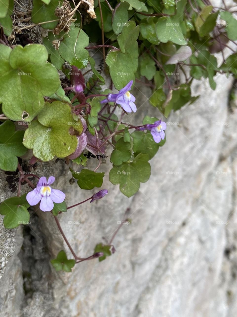 Small purple flowers on stone walls.