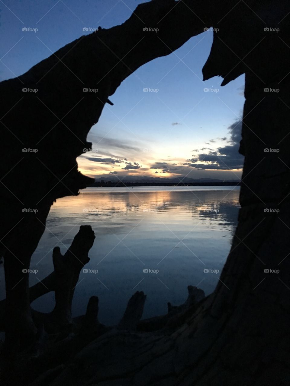 Sunset thru old lakeside tree