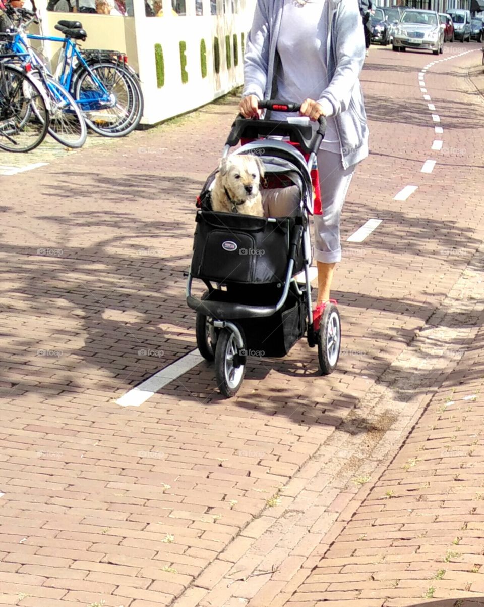 dog in a stroller