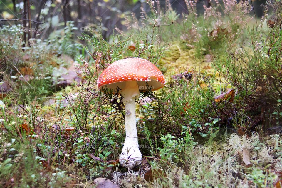 Amanita muscaria, red mushroom 