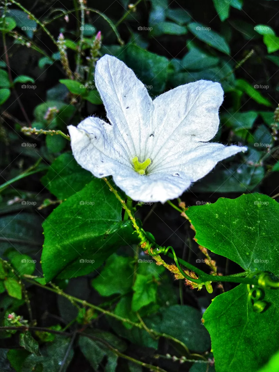 Flower