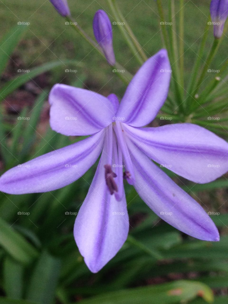 Purple royalty . Purple flower