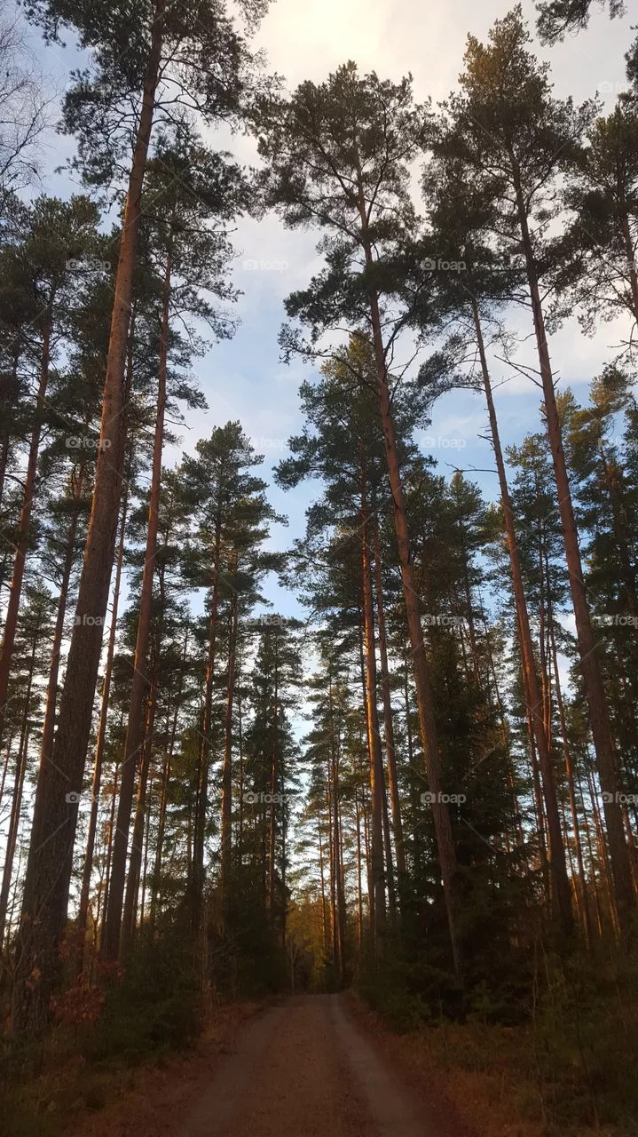 Forest
