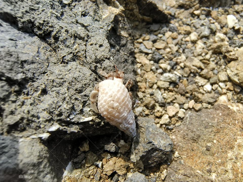Hermit crab on a rock in the sea, closeup of photo