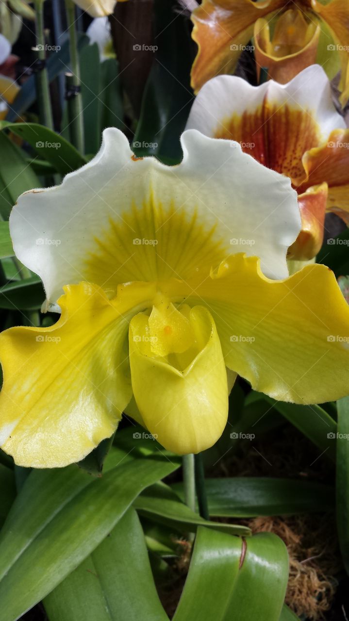 Yellow Orchid. Yellow Orchid at Orchid show