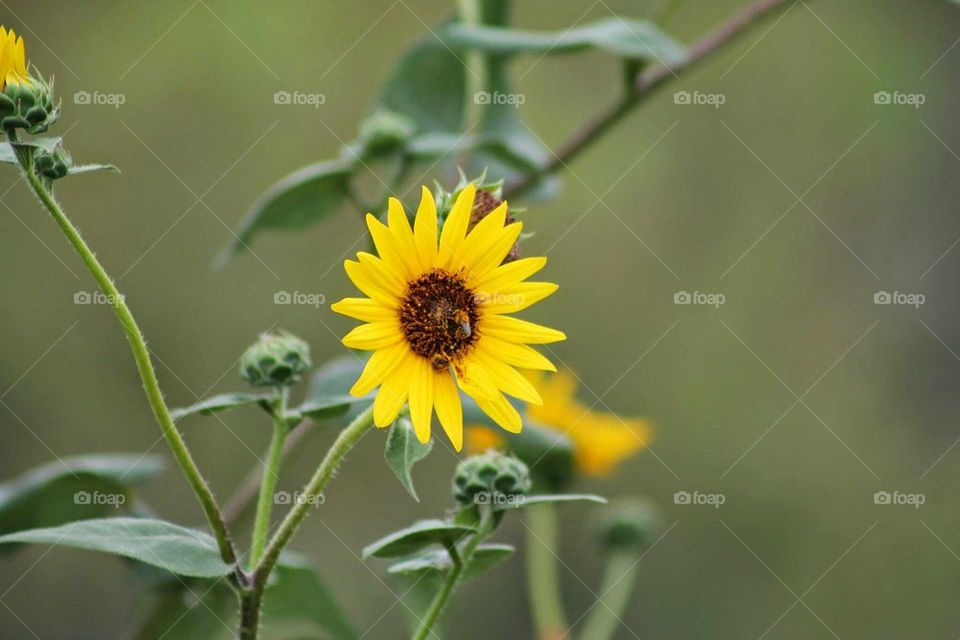 sunflower 