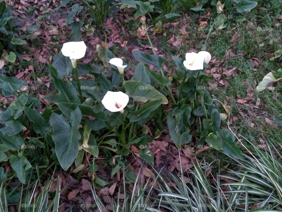 hermosa flores blancas del otoño e invierno, los que nos da la naturaleza y hay que disfrutarlo.