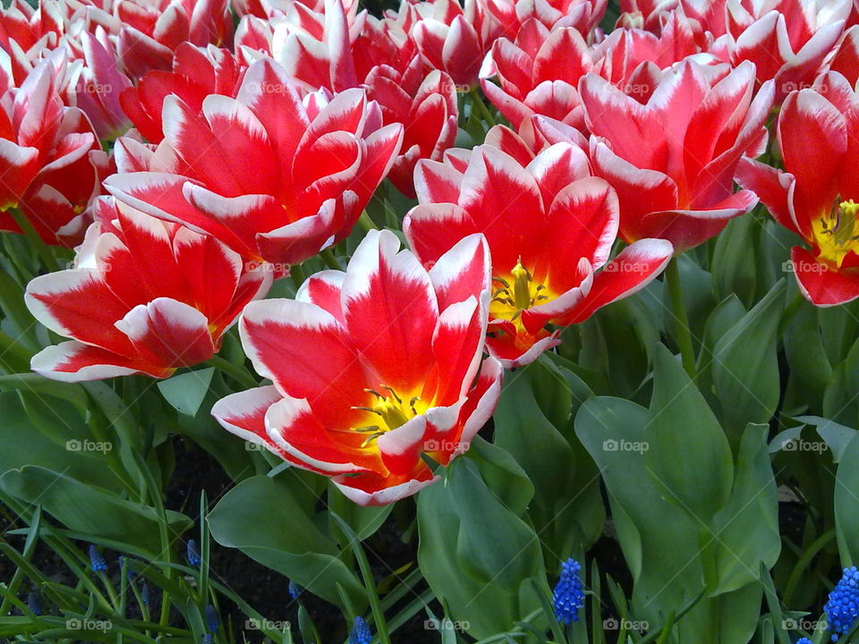 tulips. taken in Amsterdam in spring 2010