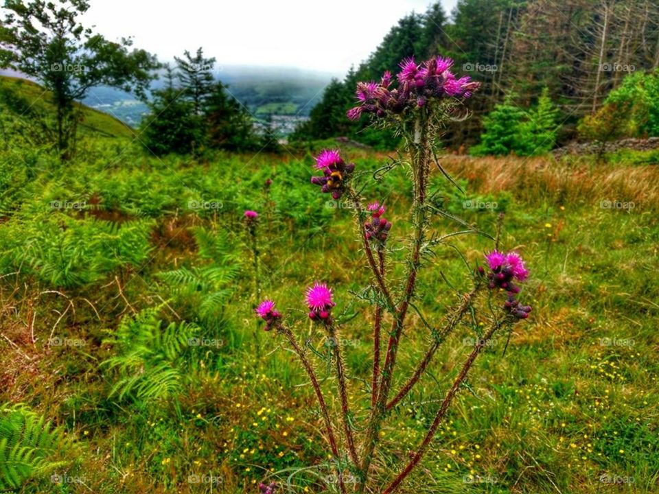 Thistle growing on Cwmbach mountain, Aberdare, Wales (June 2018)