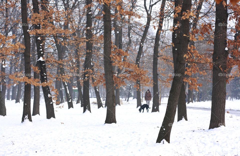 Walking dog in winter park