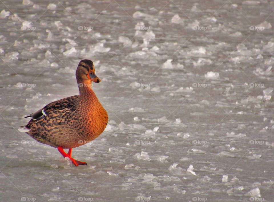 Holiday on ice