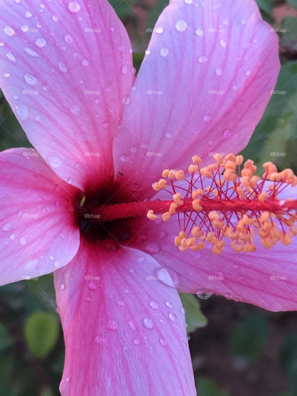 Beautiful purple flower