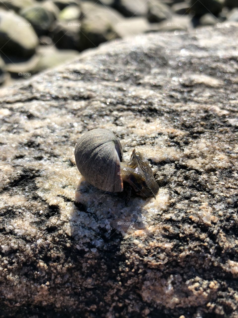 Sea snail stretch 