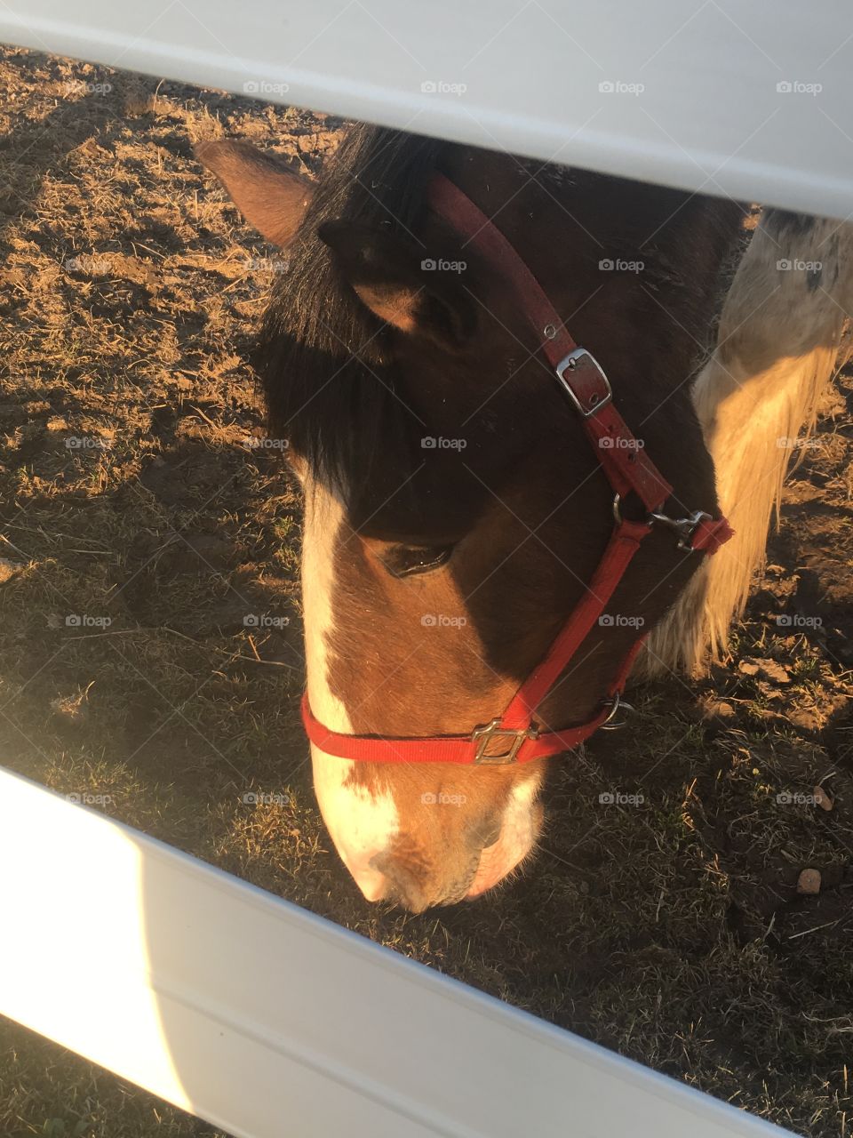 Clydsdale horse in red halter in a fence