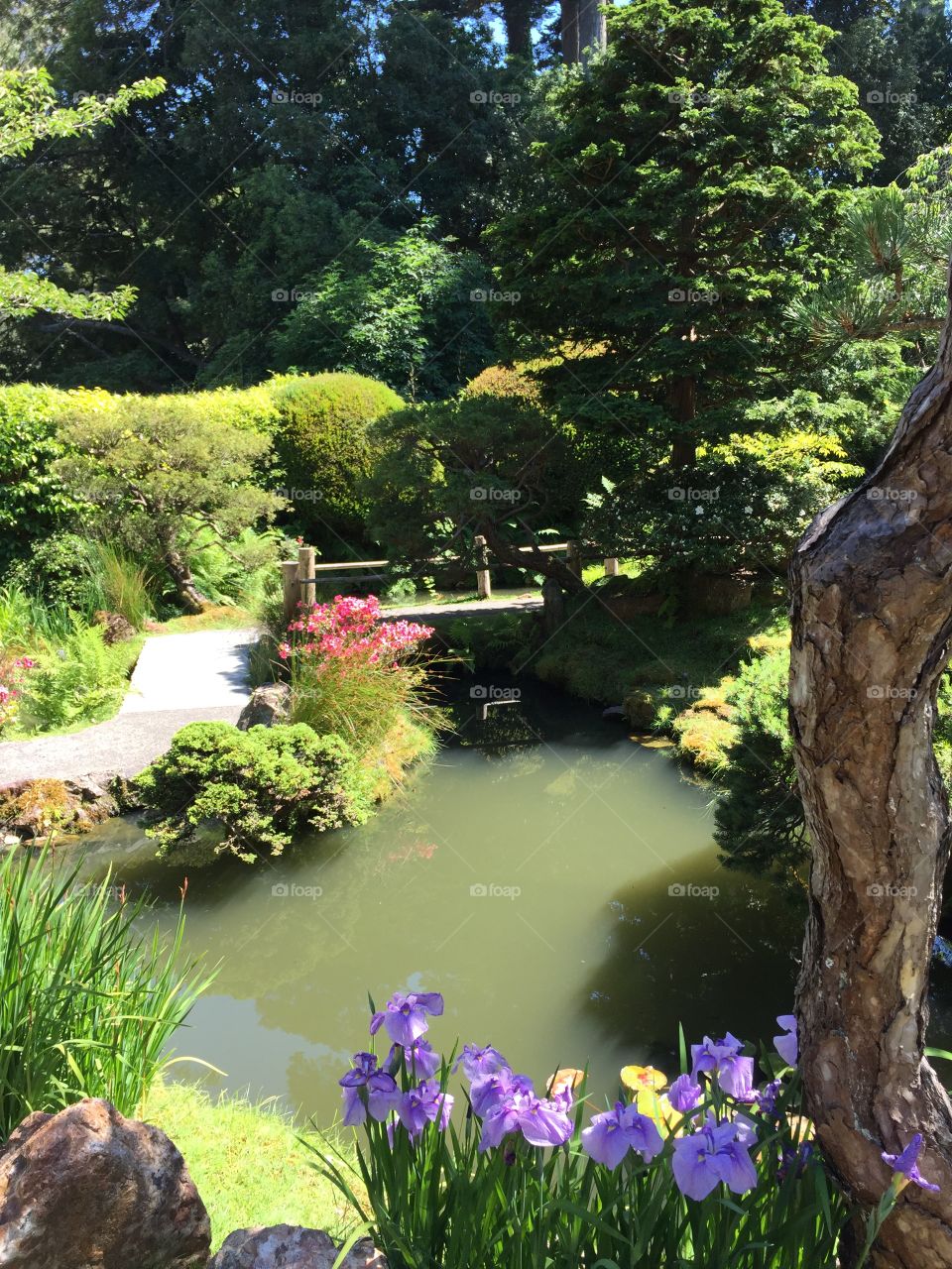 Japanese Garden, San Francisco, SF, Urban Garden, Tree, Greens, Stream, Rocks, Relaxing, Inviting, Meditation, Lively and Peaceful, California, CA, Pond