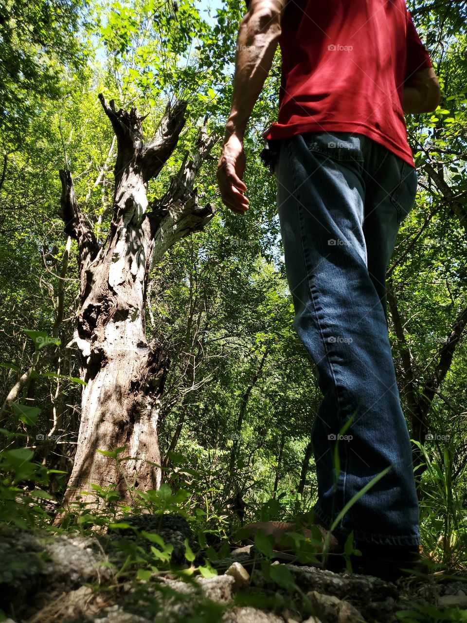 A man walking towards the remainders of a dead tree that is illuminated by sunlight peering through the tree canopy of the woods as if to put the destruction of nature on display.