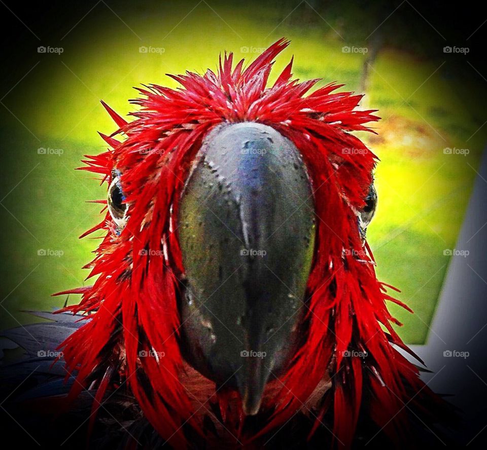 Red headed parrot