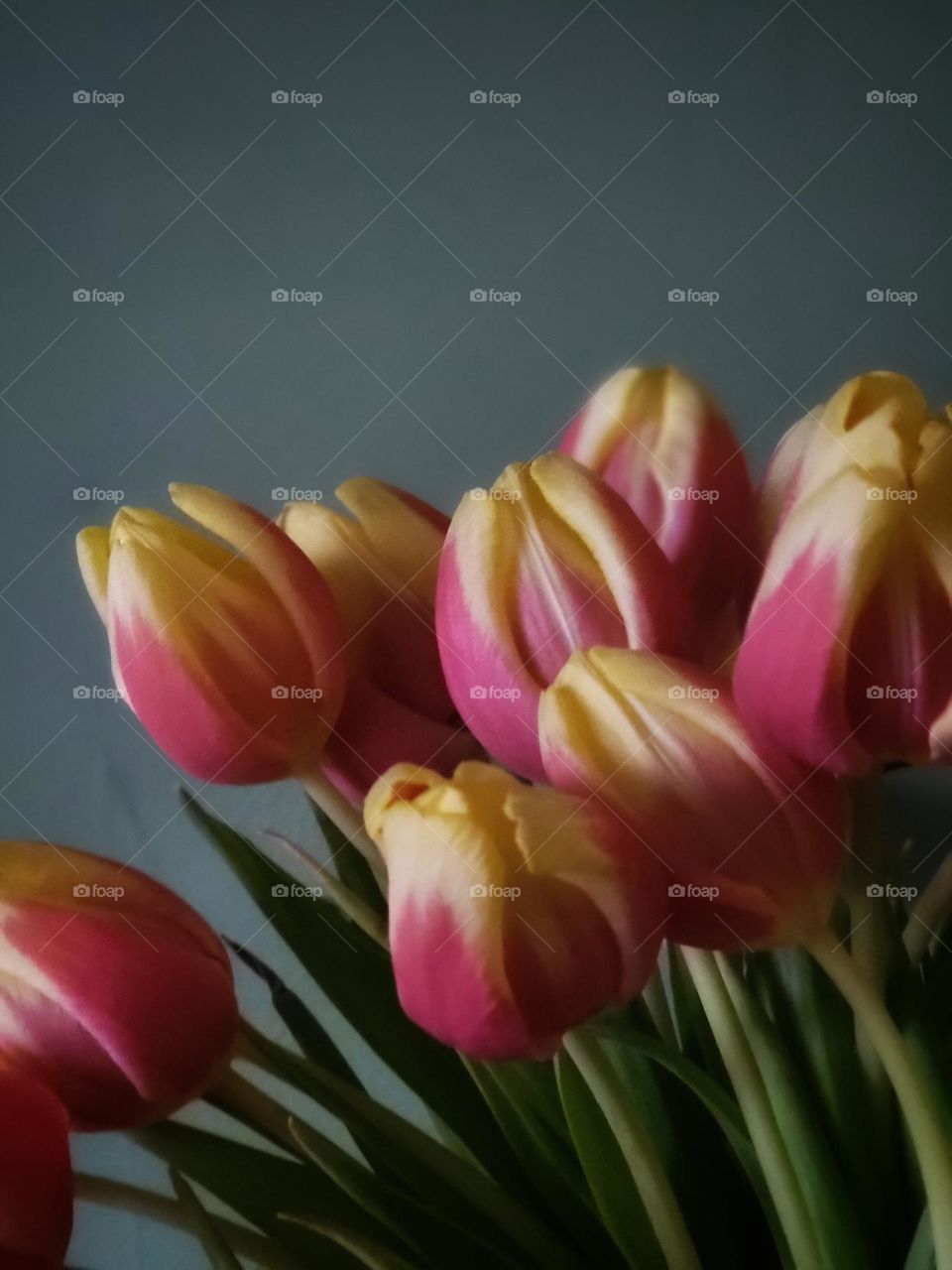 Tulips