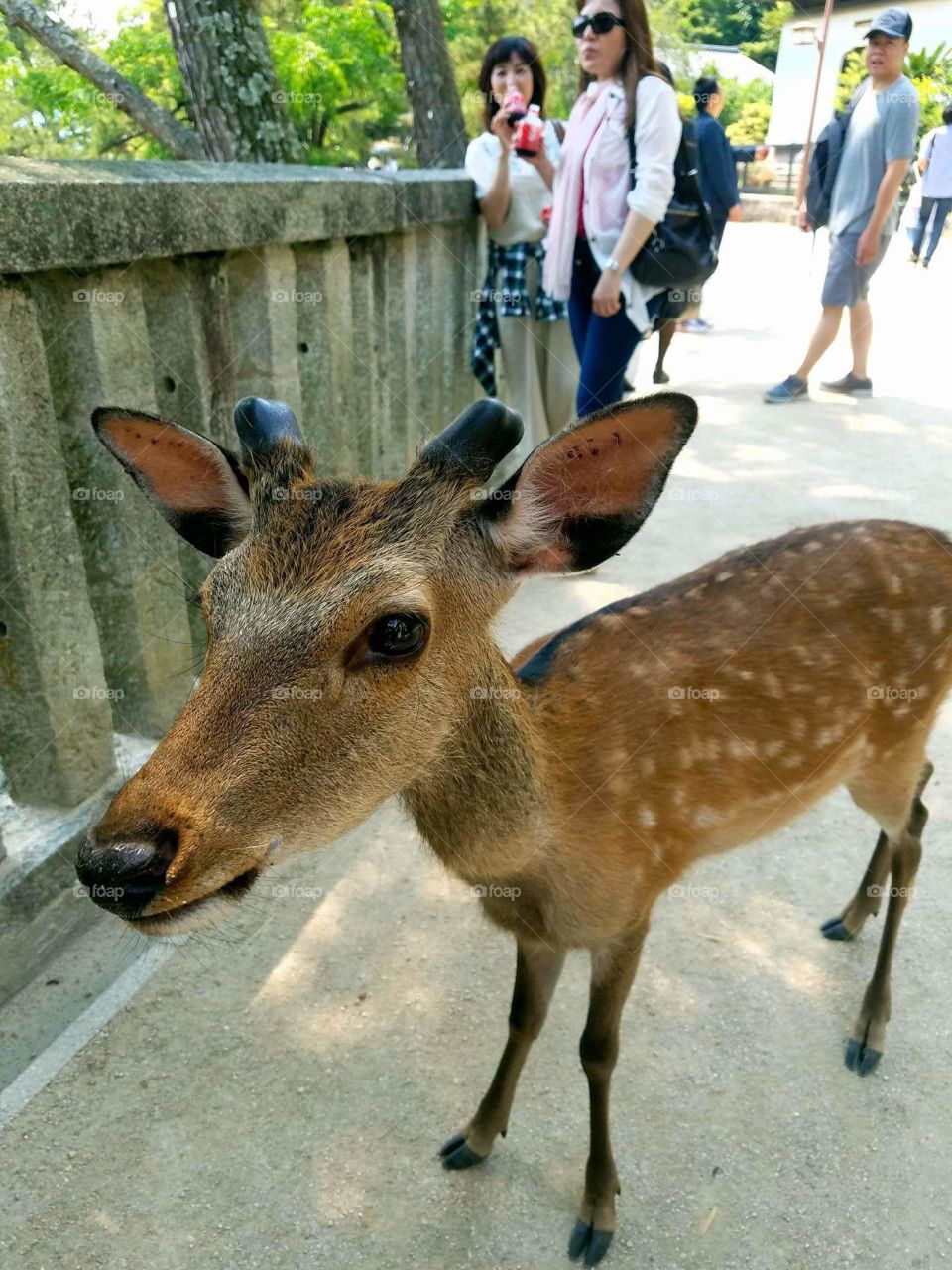 friendly deer
