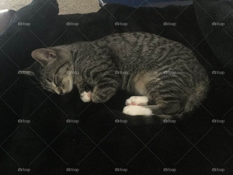 Sleeping kitten
