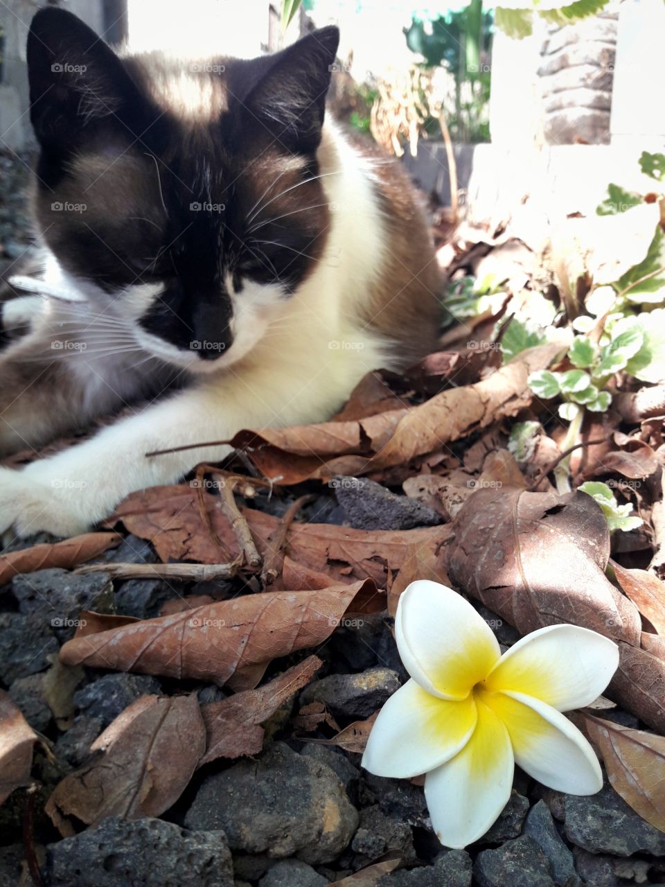 Cute kitty looking to a tropical, yellow flower