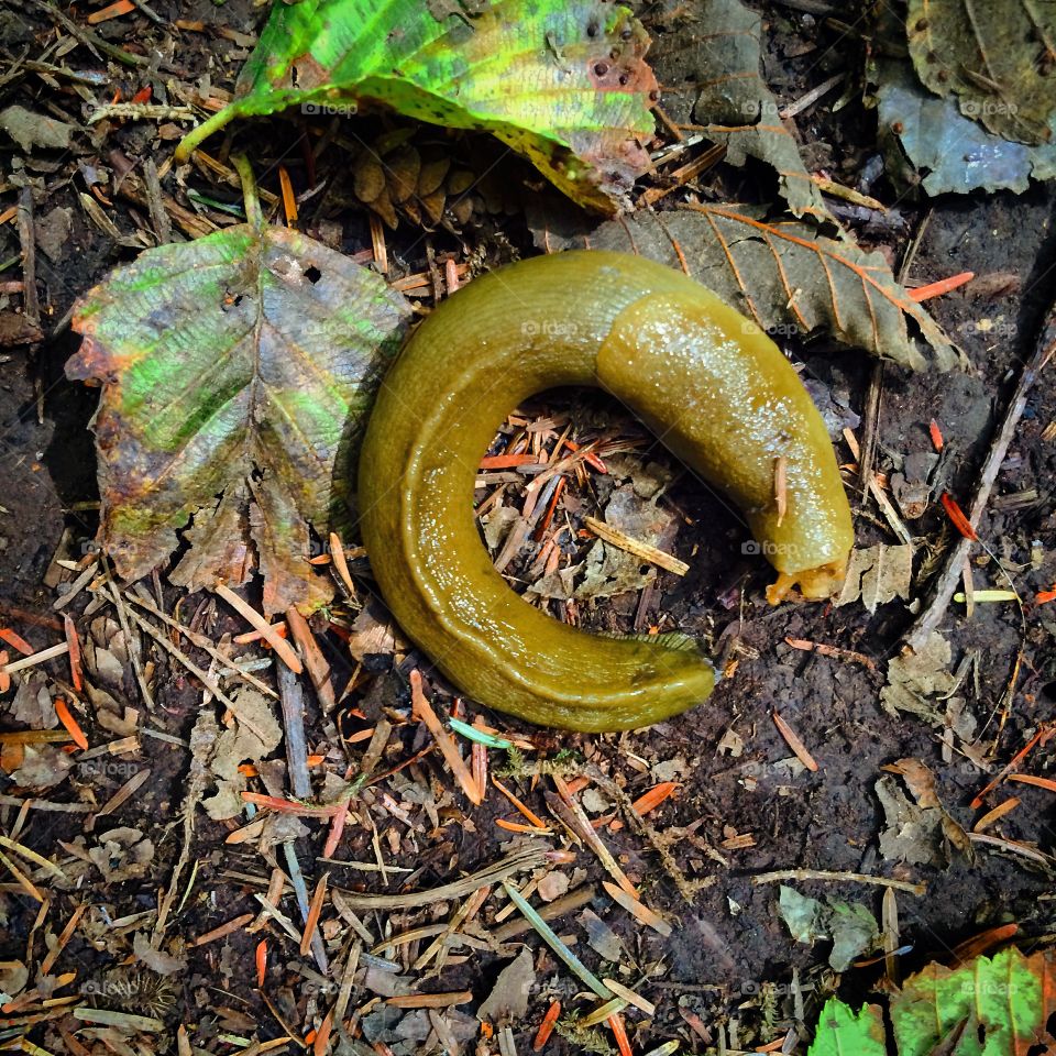Banana slug. Slug 