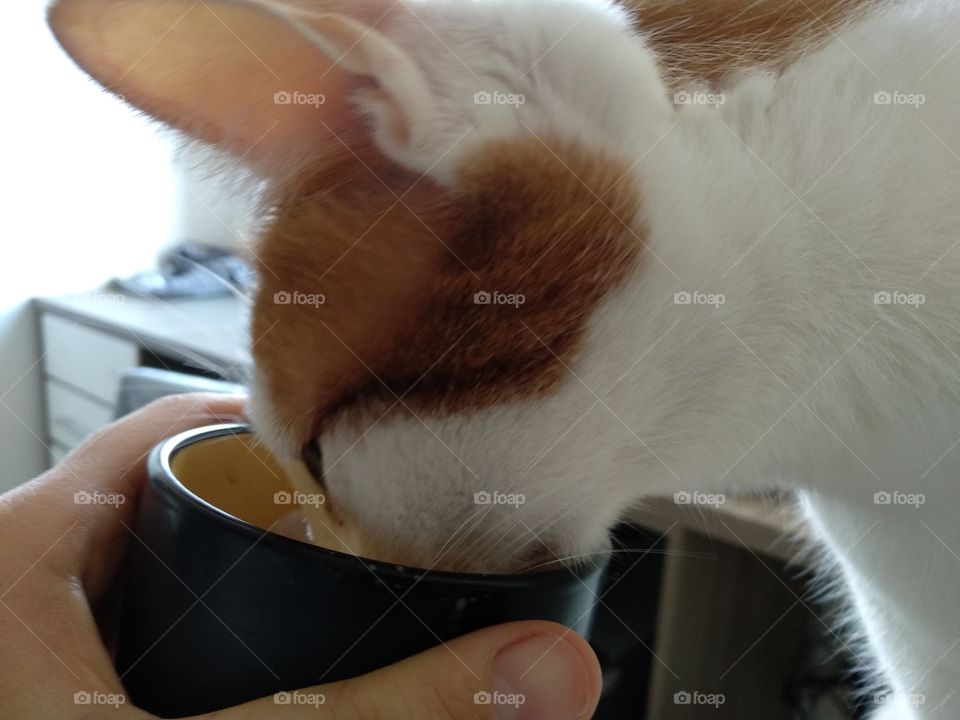 cat drinking a Cup of tea