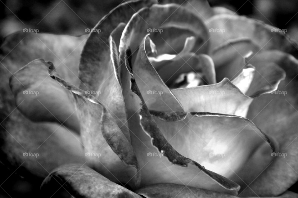 Black and white rose 