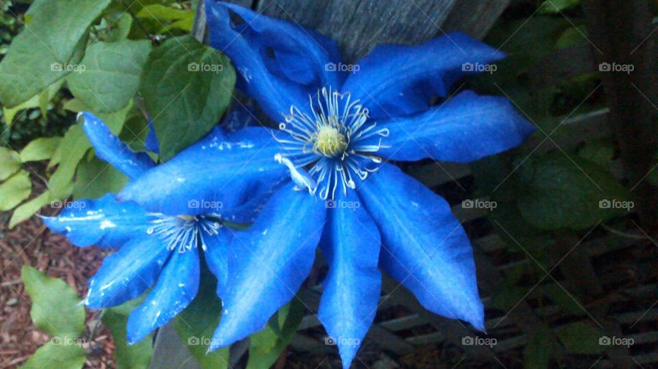 Precious Blue Petals