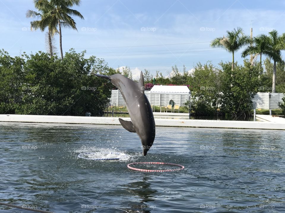 Jumping Dolphin at the Theater of the Seas in Islamorada.