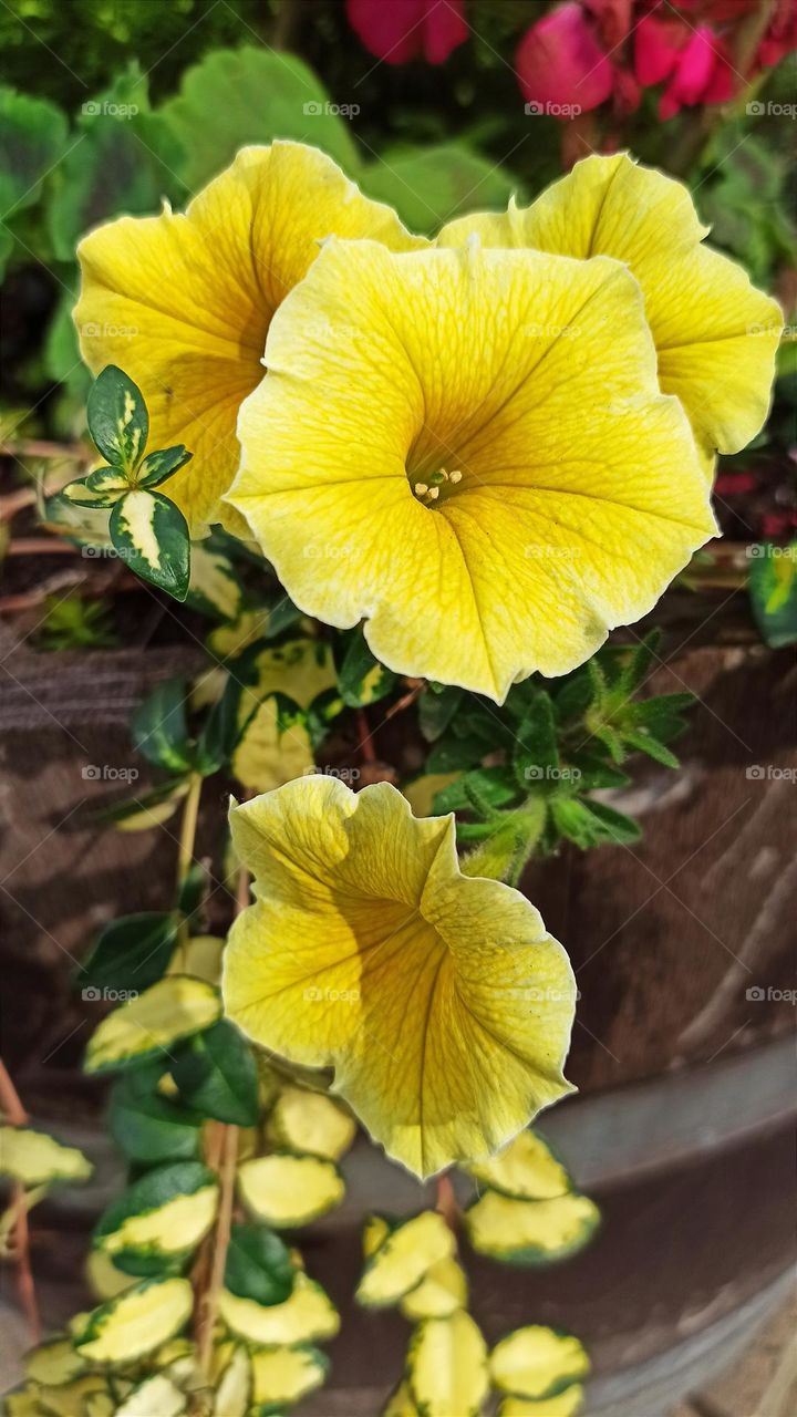 Yellow Petunia, Bees Knees, beautiful flower composition