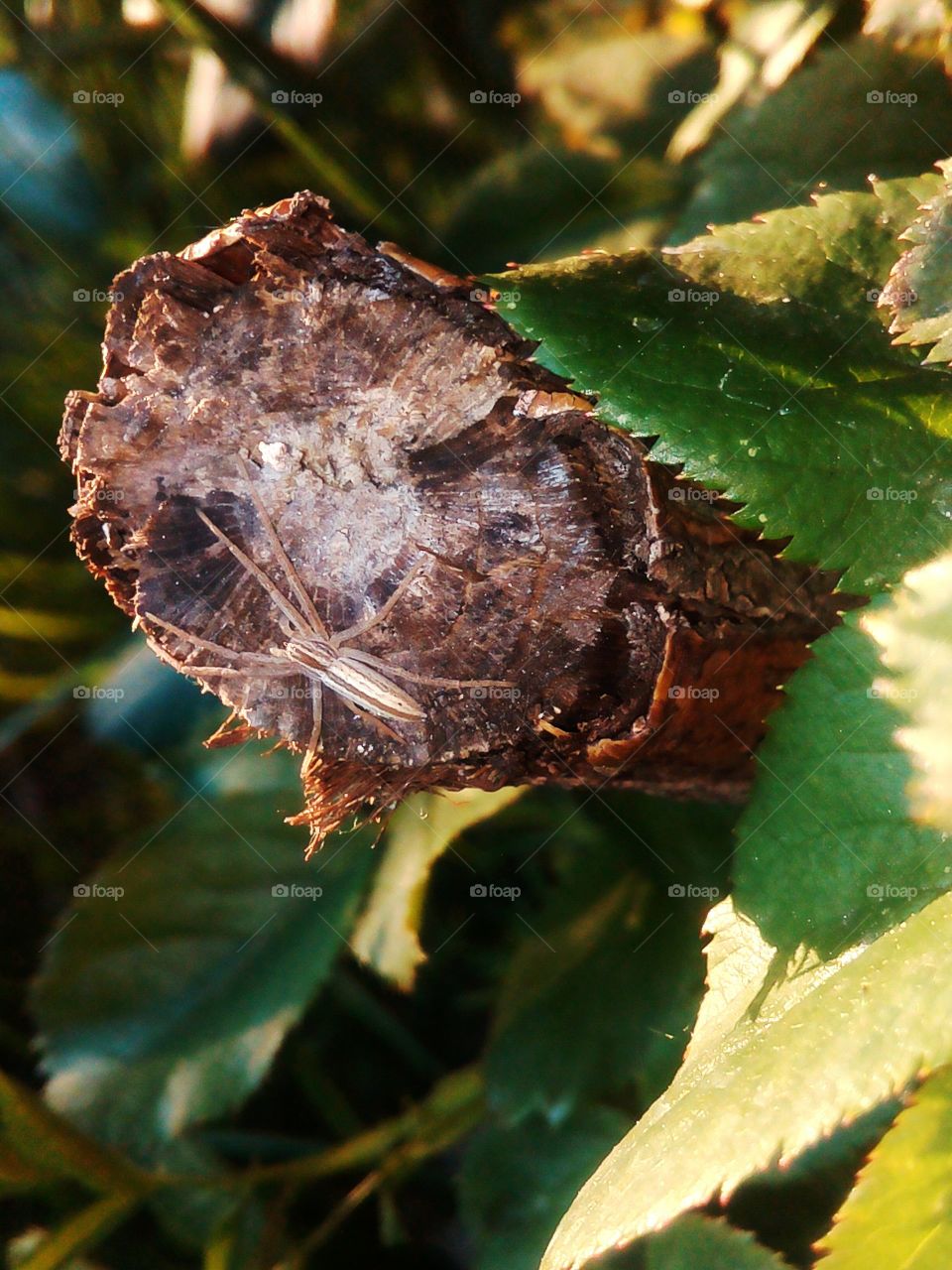 spider Tibellus oblongus