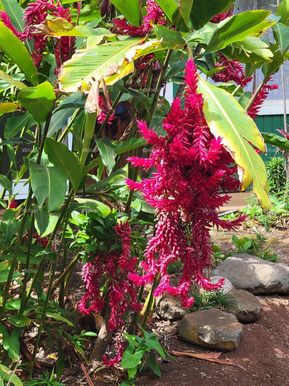 Beautiful magenta flowers 