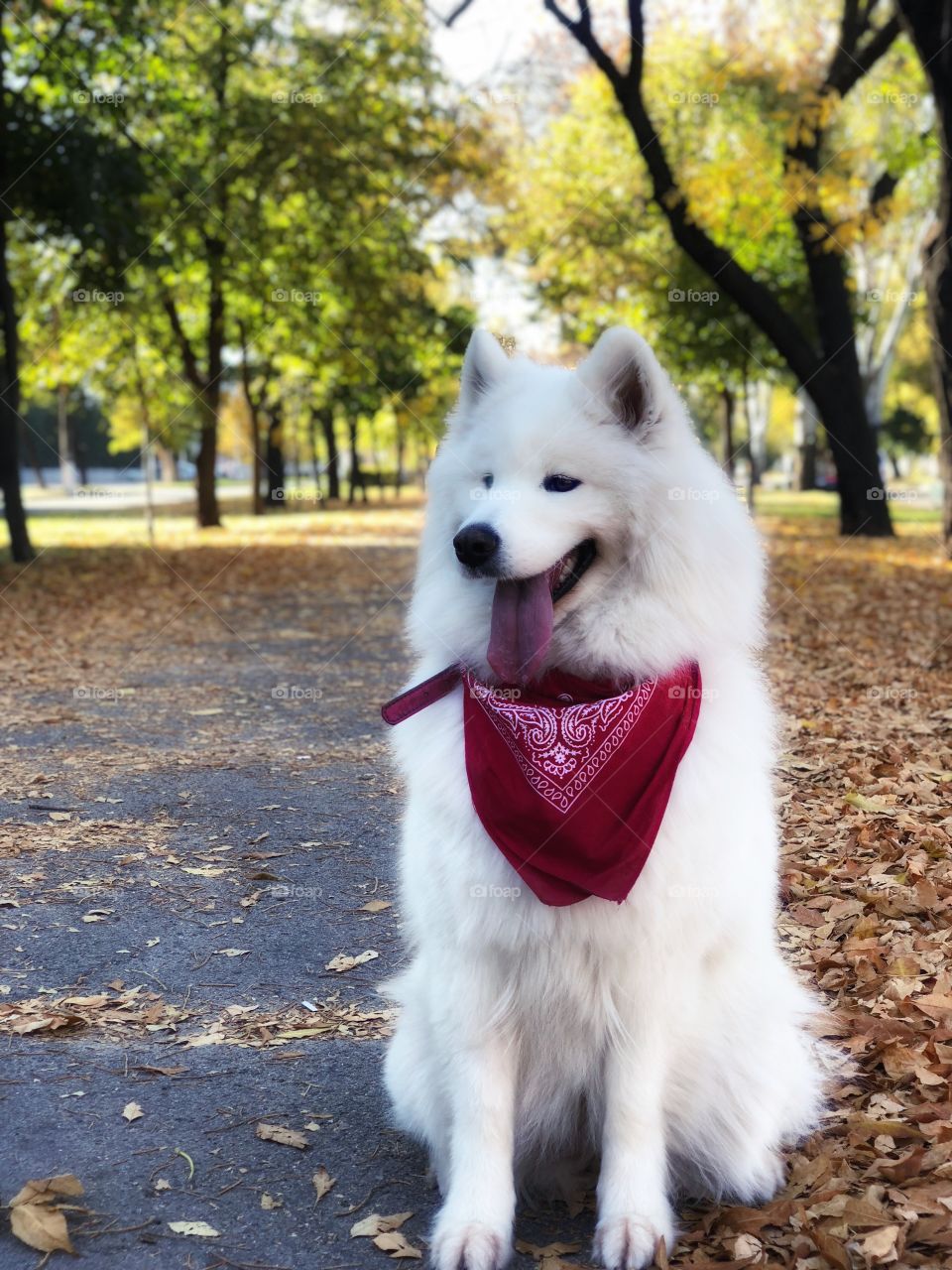 Autumn is so rich! Just take a look how many gold autumn has! And my white gold - samoyed Diana.