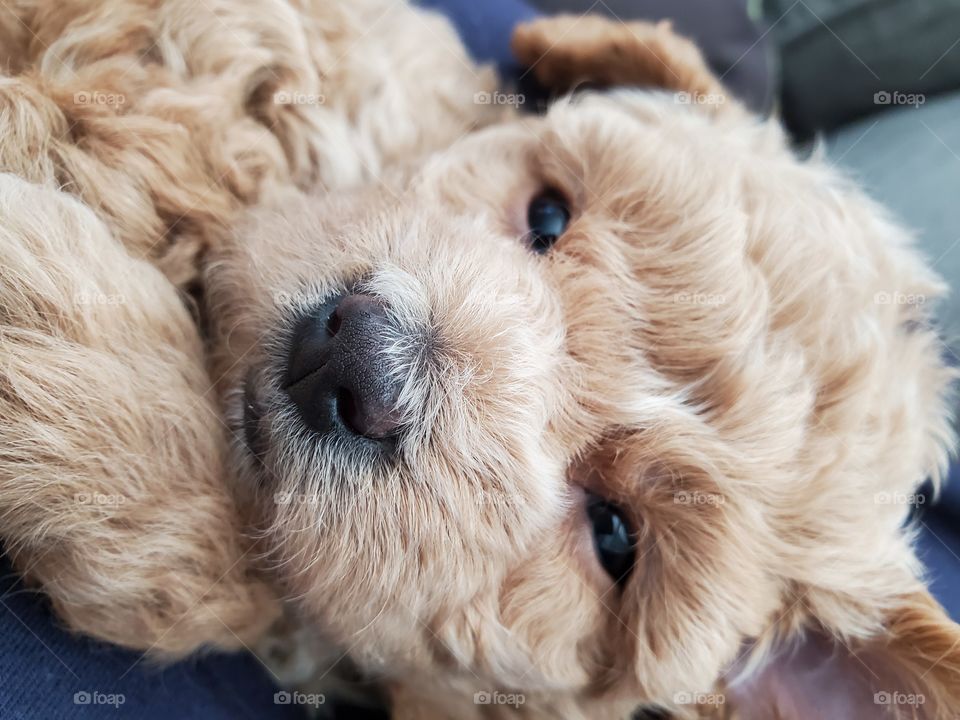closeup of cute goldendoodle puppy face with eyes open