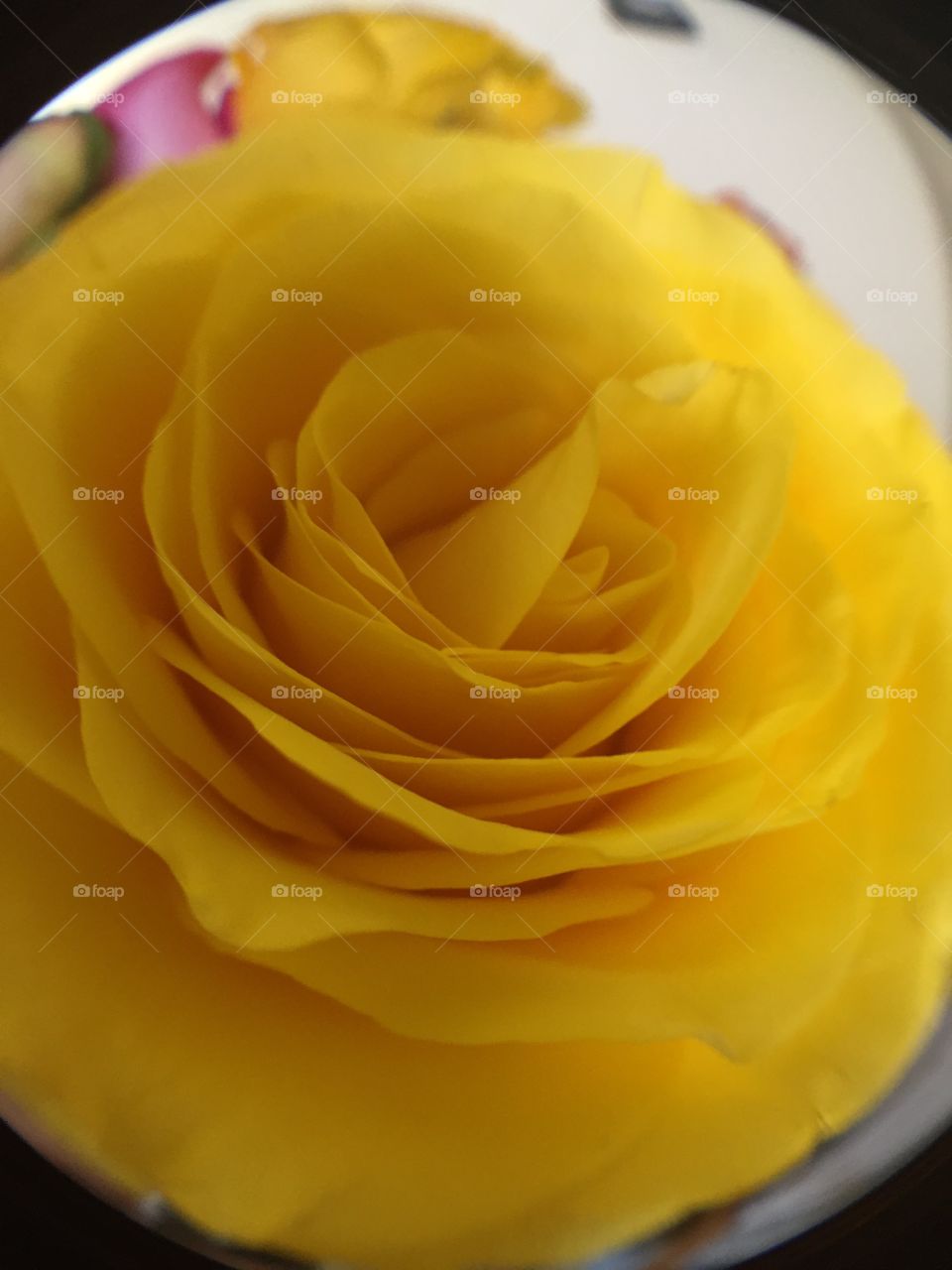 Close up of a Yellow Rose 